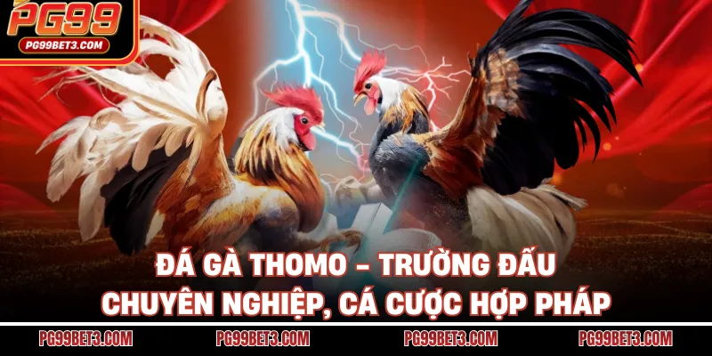 Đá Gà Thomo - Trường Đấu Chuyên Nghiệp, Cá Cược Hợp Pháp